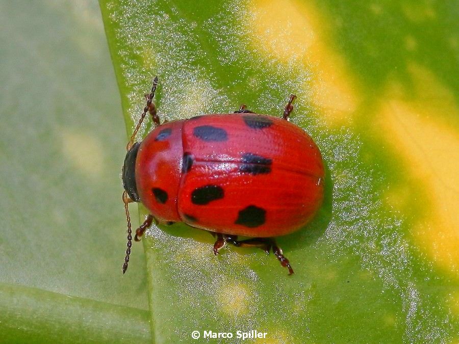 Chrysomelidae: Gonioctena fornicata